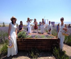 Lavanta Hasat ve Sanat Gunleri